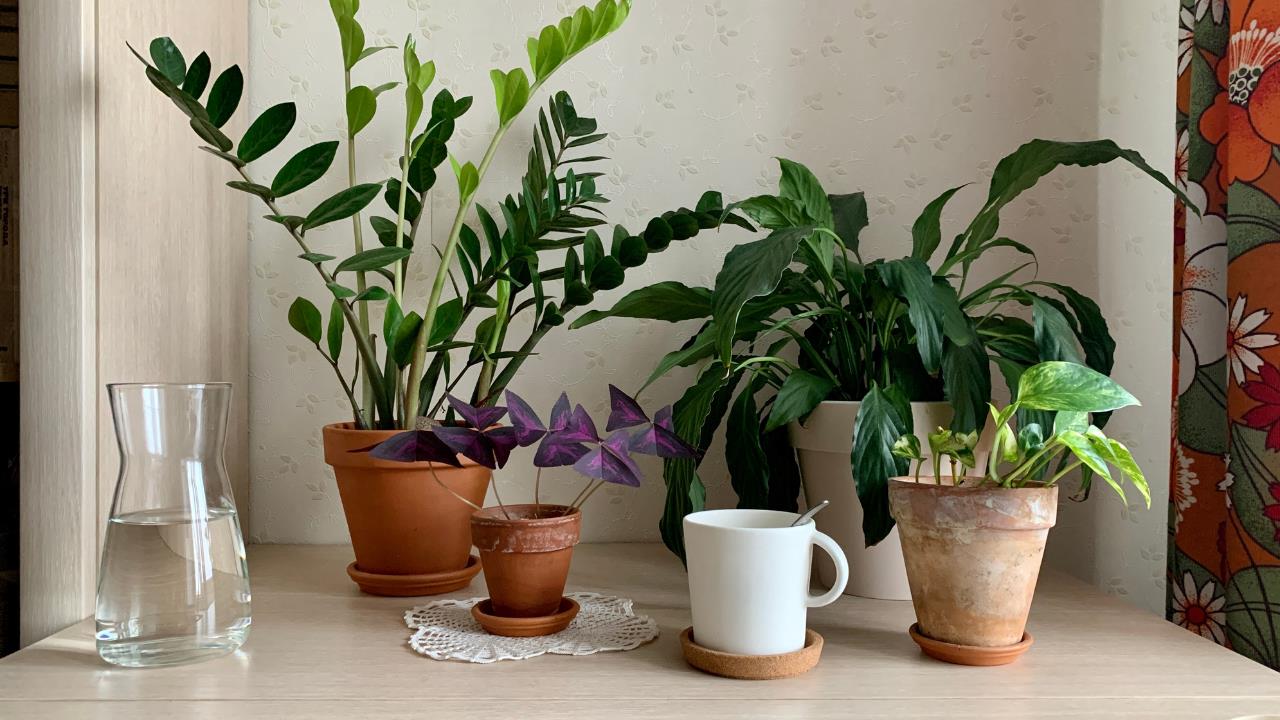 Las plantas que toleran el frío y serán las reinas de tu jardín en invierno